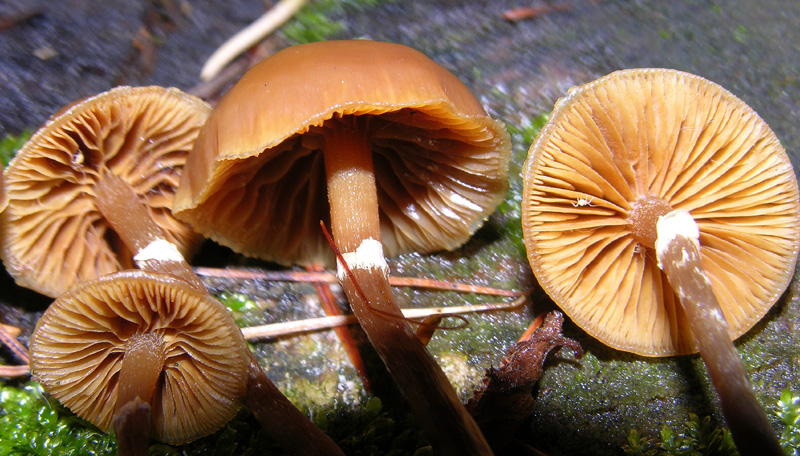 Galerina da determinare n0041 e n0042(2007).